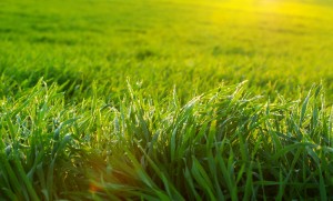 Grass cutting PIttsburgh